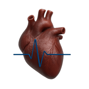 Kardiologia weterynaryjna – RadVet Radom Kardiolog weterynaryjny RadVet Radom – echo serca i EKG psów i kotów