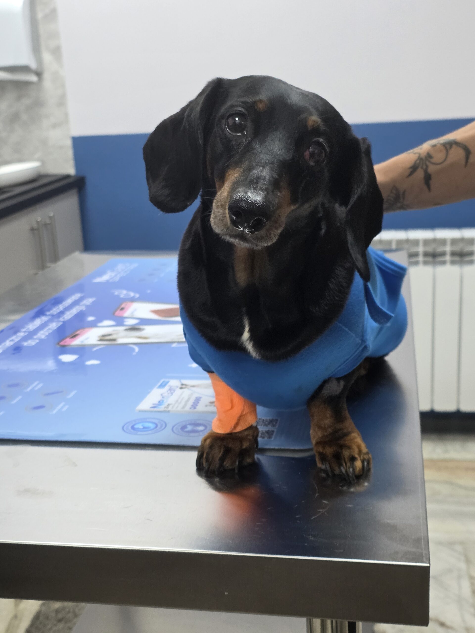 1000002622 Nagłe przypadki u psów – RadVet Radom