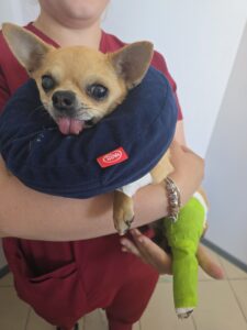 Mały pies z opatrunkiem i kołnierzem ochronnym po udzieleniu pomocy w nagłym przypadku – RadVet Radom