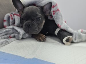 Pies owinięty w koc po zabiegu w lecznicy RadVet w Radomiu – pomoc w nagłych przypadkach